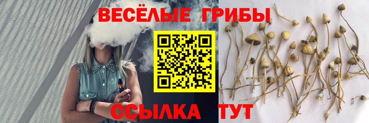 Псилоцибиновые грибы Psilocybe Аксай
